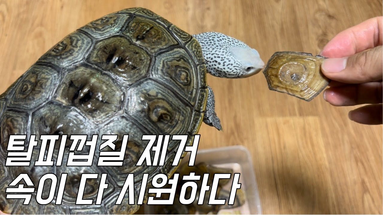 거북이들의 탈피껍질을 시원하게 벗겨줬습니다. [Diamondbackterrapin]
