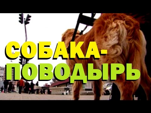 Видео: Галилео. Собака-поводырь 🐶 Guide-dog