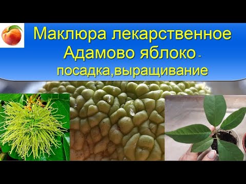 Маклюра супер лечебное Адамово яблоко Выращивание  Рецепт настойки из листьев в описании.
