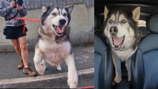 Husky Gets A Big Surprise! He Didn't Expect That!