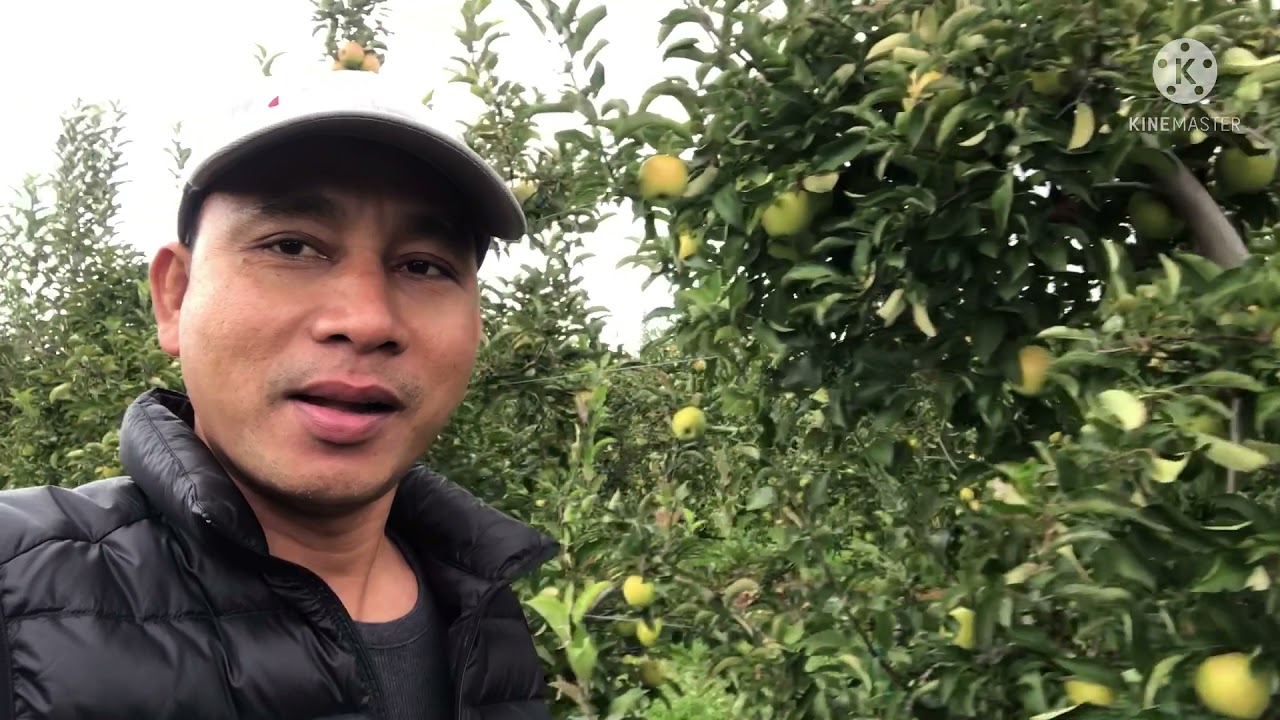 បេះផ្លែប៉ោមហ្គោលរះនៅចំការឡារីឡែន, Picking gold rush apple at Larriland