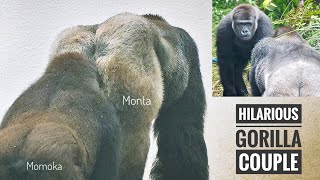 Female Gorilla wants to get closer to Silverback | Interaction between Monta &amp; Momoka