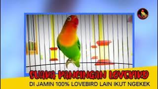 suara Lovebird ngetik koek..bikin LB bahan yang dengar langsung emosi naik