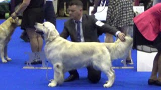Golden Retriever Club Schweiz World dog show 2023 Geneva Switzerland