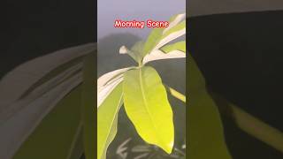 Silent Conversation  morning song movie love facts orop