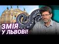 НАШЕСТЯ ЗМІЙ? Як гадюки опиняються в центрі міста та що робити при зустрічі