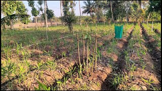 Planting the Avocado Orchard: A FatherSon Collaboration (Final Day)