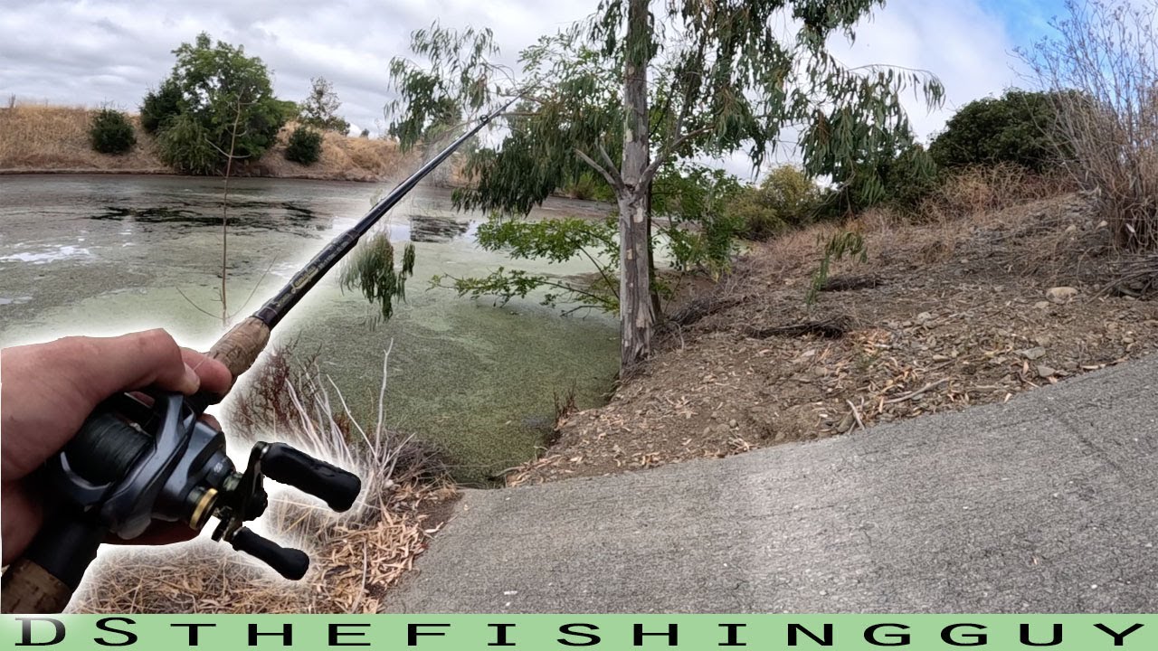 Tackling Thick Cover: Flipping Craws for Big Bass in Los Gatos Creek