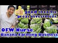 BANANA CAVENDISH FARMING FOR EXPORT | OFW NURSE  INVESTMENT