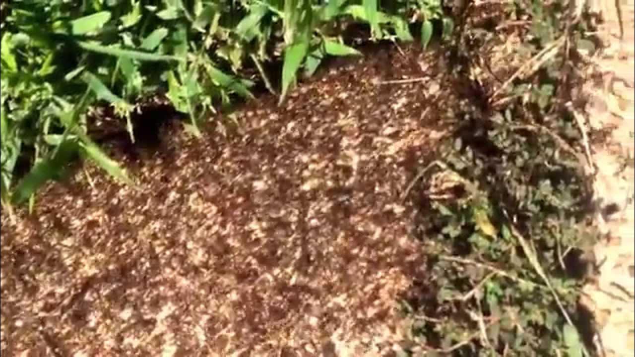 Killing ants With Windex ;) YouTube