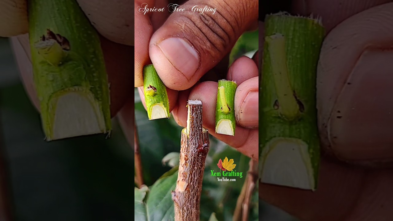 Budding & Dual Grafting Techniques-best grafting technique on apricot tree 