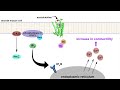 G Protein-Coupled Receptor Signaling