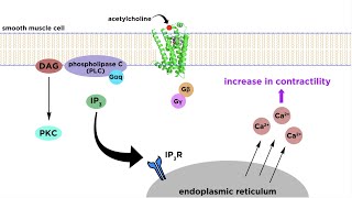 Bronchodilators Part 2: Mechanisms of Action