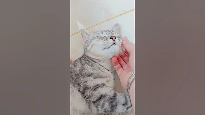 Video 5569051: tabby cat black white, kitten