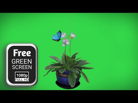 Hanging flower pot green screen effects | green screen flower | flower green screen animation
