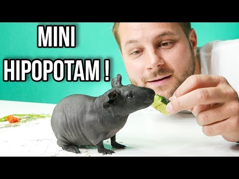 Wideo: Jak Dbać O Mini świnkę