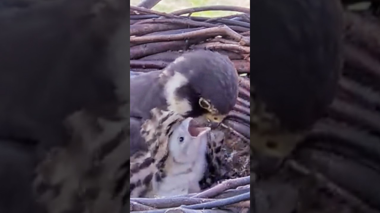 Baby is loved by mom💕