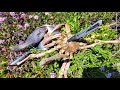 Giant 30 Inch Wingspan Sheep Crab Catch and Cook
