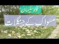 Miswak ke junglat koh sulemanjanobi punjabdera gazi khan pakistan part 1 vlog  4