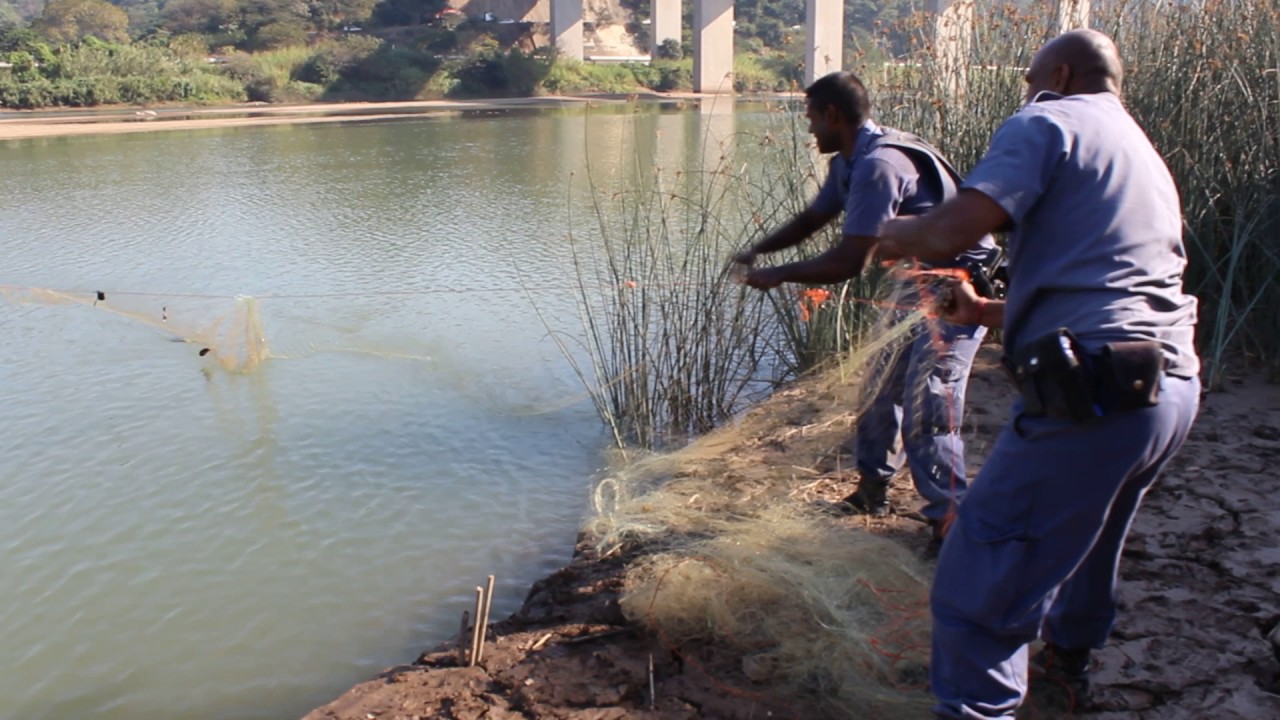 UPDATE/WATCH: Umkomaas SAPS remove illegal gill nets from river