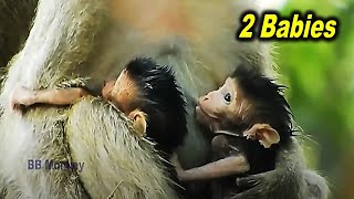 How Pity Of Baby Monkey Calvin Even If Cassie Feed Him But, She Don't Allow Much Milk 4 (Old Video)