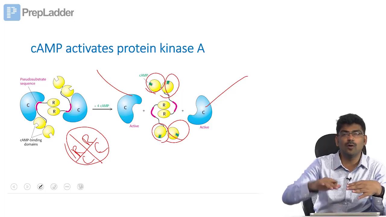 Regulation of Enzyme activity Lecture YouTube