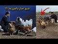 شنو صار في المزرعة    عودة المشاكل   نجومي