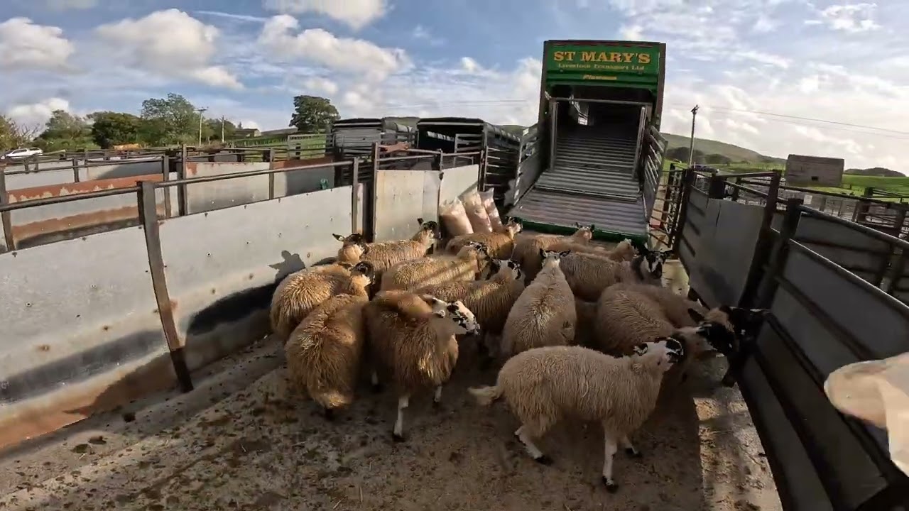 Sheep Sheep and More SHEEP!