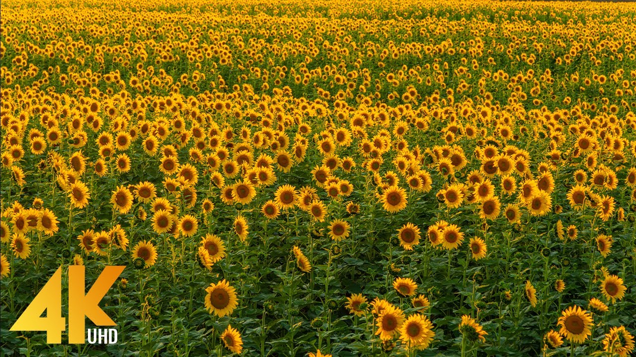 4K Sunflower Fields in Eastern Washington In Support of Ukraine, 2022