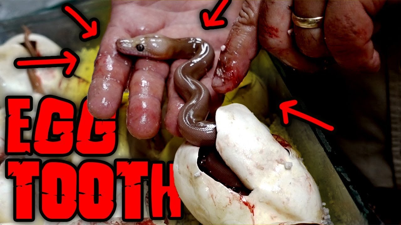 petco hours DID YOU SEE IT? Baby Snake Egg Tooth