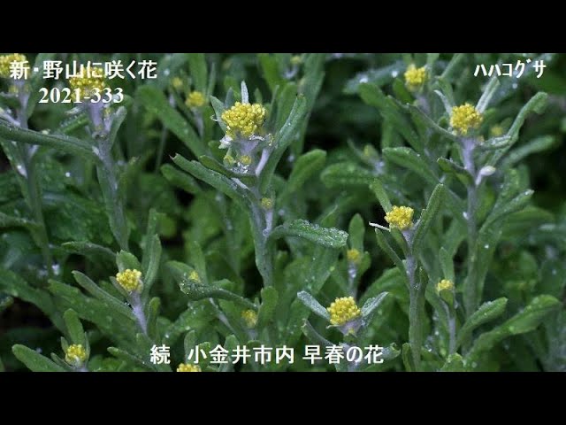 21 333 小金井市内の早春の花 Youtube
