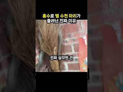 홍수로 뱀 수천 마리가 풀려난 진짜 이유 (이슈딸깍)