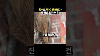 홍수로 뱀 수천 마리가 풀려난 진짜 이유 (이슈딸깍)