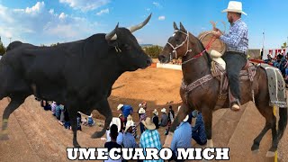 !! TOROS BRAVOS BUSCA CABALLOS! JARIPEO EN UMECUARO MICHOACAN 21 DE ABRIL DEL 2024....