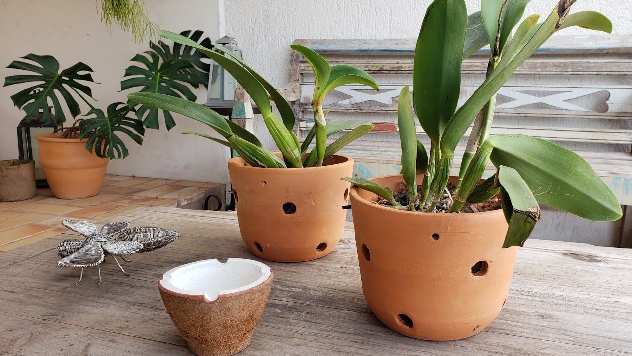 Orquídea Cattleya - Replante -| Página da Kika