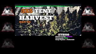 Seed To Harvest: Harvest Day|ETHOS|Crescendo/Planet of the Grapes/GaryPayton x Fishscale-Part 2 Of 2