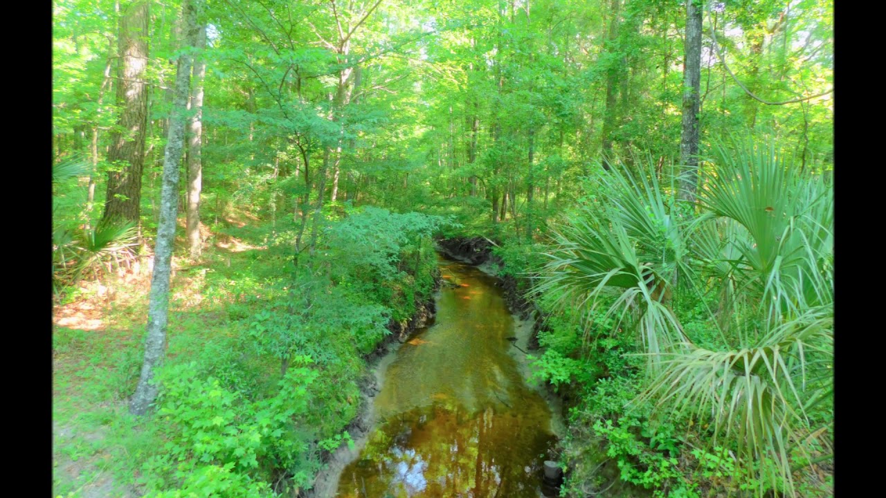 Turkey Creek Preserve, The Turkey Creek Loop Trail, Alachua, Florida