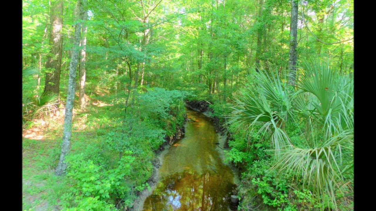 Turkey Creek Preserve, The Turkey Creek Loop Trail, Alachua, Florida
