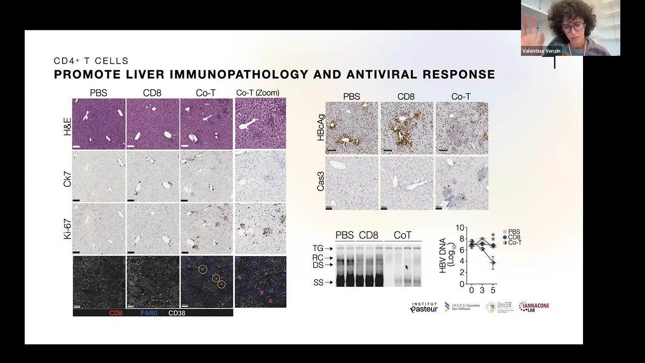 [Valentina Venzin] CD4+ T cells license Kupffer cells to reverse CD8+ T cell dysfunction induced by