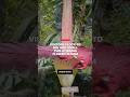 Titan Arum: Facts and Insights