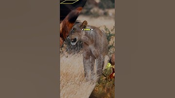 Here’s a YouTube SEO package for your lion historical script: