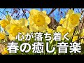 【春の癒しBGM】春を感じて心が落ち着く優しいリラックス音楽、自律神経を整え不安やストレス解消のためのヒーリングミュージック/睡眠用・作業用・勉強用BGM