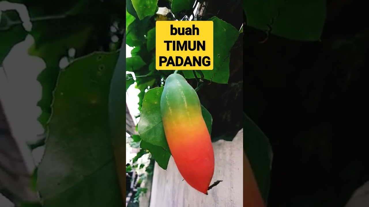 Timun Padang (LIAR & MENGGEMASKAN)