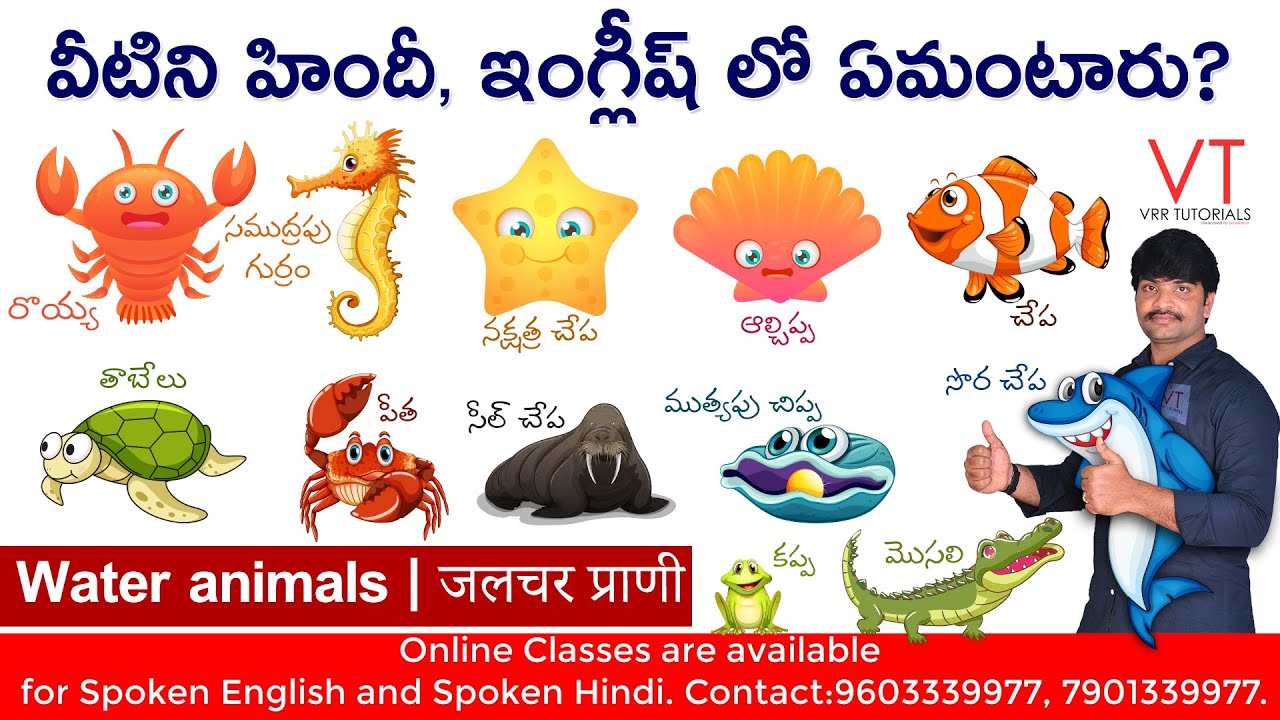 Water animals in Hindi | Spoken Hindi in Telugu | Spoken English in