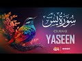 Surah yaseen yasin   heart touching voice  sense quran tv