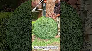 Satisfying hedge trimming | Perfect bush shaping with professional hedge shears
