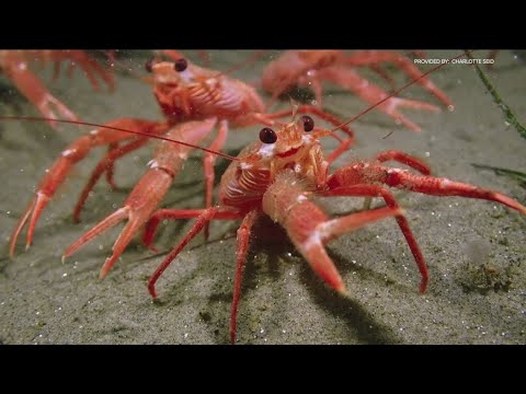 Divers capture photos of tuna crabs swarming  San Diego coast