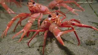 Divers capture photos of tuna crabs swarming  San Diego coast