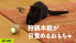 猫たちへプレゼント！電動猫じゃらしに狩猟本能が目覚める猫・ビビる猫