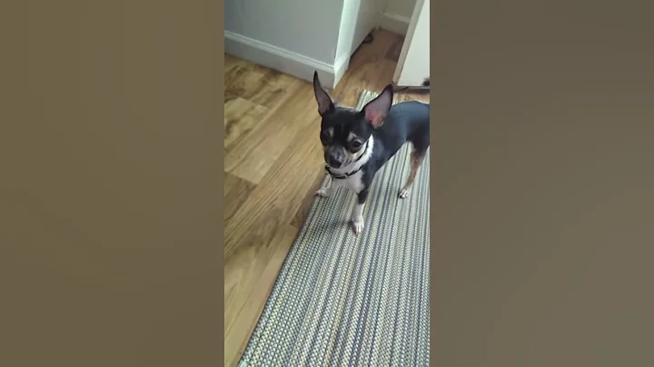 My dog